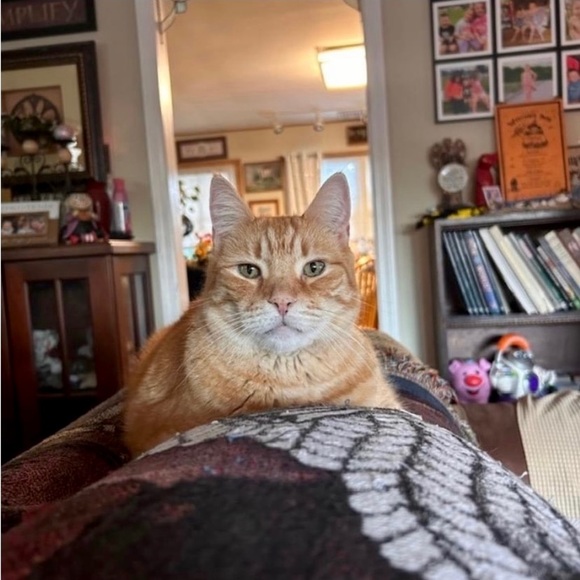 NWT NWOT GIFT GIVING SEASON 💝🛍️🌷 - Picture 14 of 16